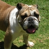 Walk N Roll Pet Sitting - Boutique Home Environment