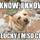 Palafox Pet Salon Cat/Dog Boarding & Grooming
