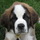 Monique's Unique Dog walking and petsitting (Washington Park)