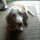 Loving and Reliable Pet Caregiver