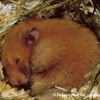 i love animals and im ready to take care of them and meet the owners and get to know them