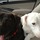 SBM and SWF seek two legged friend for doggy dates