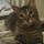 Reliable and Insured Pet Sitter
