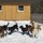 Dog Daycare & Boarding - Jay, VT