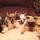 LMG Pet Services (Pet sitting, walking, feeding , boarding)