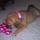 Looking to get a puppy but need help first few months