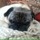 Dog Sitter for my Pug