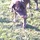 Pet Sitter and Dog - s walker