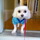 In Home Dog Boarding