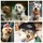 Pet Groomer/Sitter