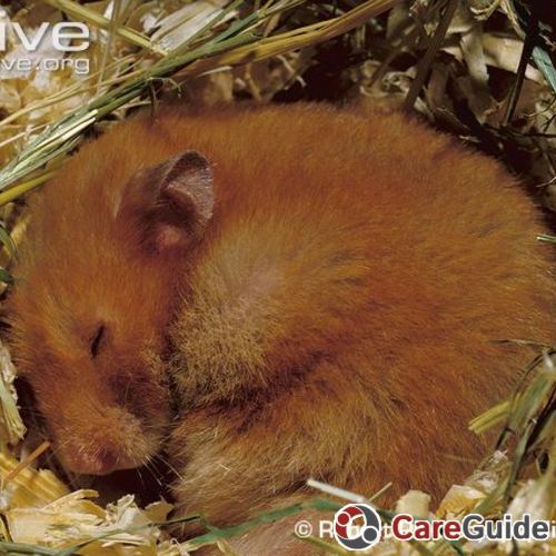 Golden-hamster-sleeping-in-nest