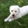 Dog walker needed Northbrook, IL