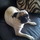 Piper our Pug Wants a Loving Sitter