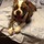 Board your Dog in my Home!