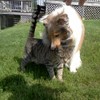 Shannons PetSitting and Dog Walking Service