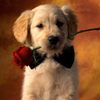 DOG WALKER / PET SITTER / VET ASSISTANT