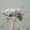 Pet Sitter/Dog Walker Available