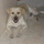 Loving sitter for 4 year old playful white lab for a week during Christmas