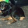 Looking for temporary family to foster our dog!
