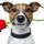 Pueblo's Best Pet Care