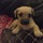 Experienced and loving petsitter and dogwalker