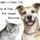 Pet Waste Removal Specializing in Cats and Dogs