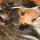 Sheltie sitter for drop-in visits for an eleven year-old, alpha-female, Shetland Sheepdog