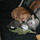 Care for all pets
