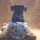 AUDUBON PARK AREA - Pet Sitting & Walking