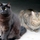 Whiskers and Tails Pet Sitting