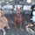 In home dog boarding with a trainer!