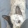 Pet sitting/walking (Soulard)
