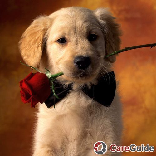 Puppy-love-puppies-9460996-1600-12001