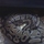 all about reptiles and exotics