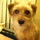 Dog Sitter
