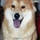 DOG WALKER/PET SITTER Services