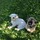 Looking For A Permanent Dog Walker