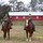 Horse boarding at heart of dixie stables