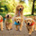 Dog Walking Service
