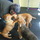 The Towne Barker - Doggy Daycare & Obedience Training