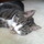 Must love cats!
