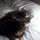 Cat sitter neede for two cats in August for three days