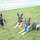 Cosgrove K9's Dog Boarding