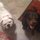 Wanted : Dog Walker in Emmitsburg, MD