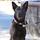 In Your Home Pet Sitting Services for All Animals
