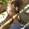 Dog Walker ;)