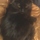 Experienced and Reliable Pet Sitter/Dog Walker. I Can Take Large Animal Jobs.