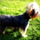 Need Loving Petsitter