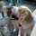 Looking for part time dog walker