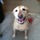Paws & Tails Dog Walking/Sitting Service